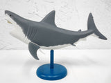 Anatomic Shark Fish Model 10" Long, Realistic Transparent See Through Internal Organs, On Stand, Becker & Mayer