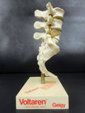 Vintage Coccyx Bone Medical Display Advertising Articulated for Voltaren Antiarthritic Pain Reliever, Pharmacy Salesman, Doctor's Office
